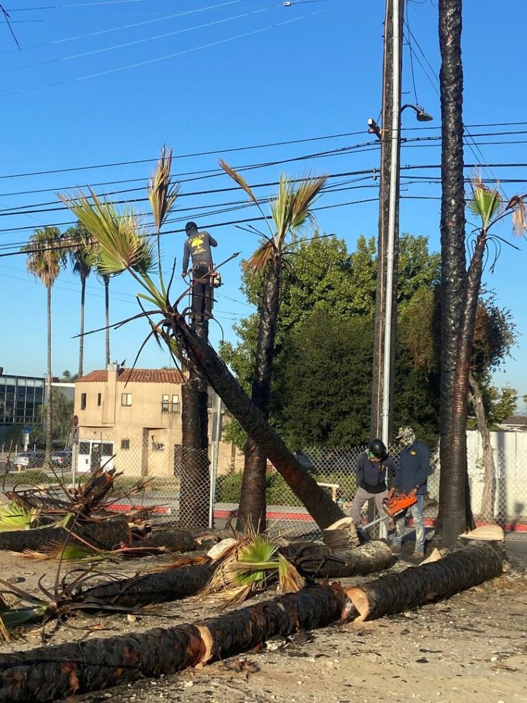 Mayfield Environmental Solutions | Blog: Tree Removal and Fire Mitigation on Brownfields and Homeless Encampments Mayfield Environmental Solutions | Blog: Tree Removal and Fire Mitigation on Brownfields and Homeless Encampments