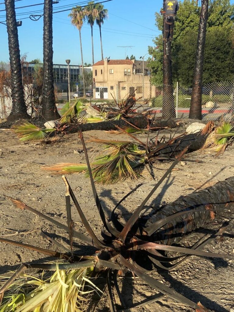 Mayfield Environmental Solutions | Blog: Tree Removal and Fire Mitigation on Brownfields and Homeless Encampments Mayfield Environmental Solutions | Blog: Tree Removal and Fire Mitigation on Brownfields and Homeless Encampments