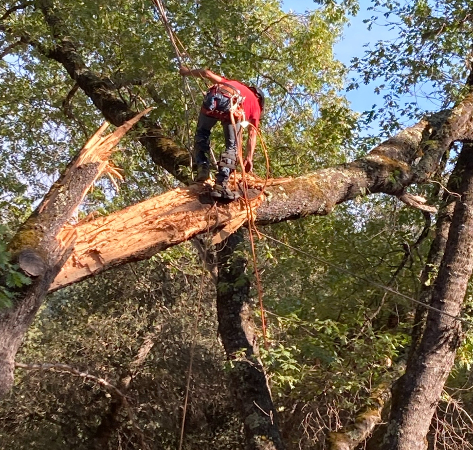 Mayfield Environmental Solutions | Tree Cutting, Brush Clearing & Land Clearing Services Call us today or request a quote online to schedule your tree cutting, brush removal, or land clearing service.
