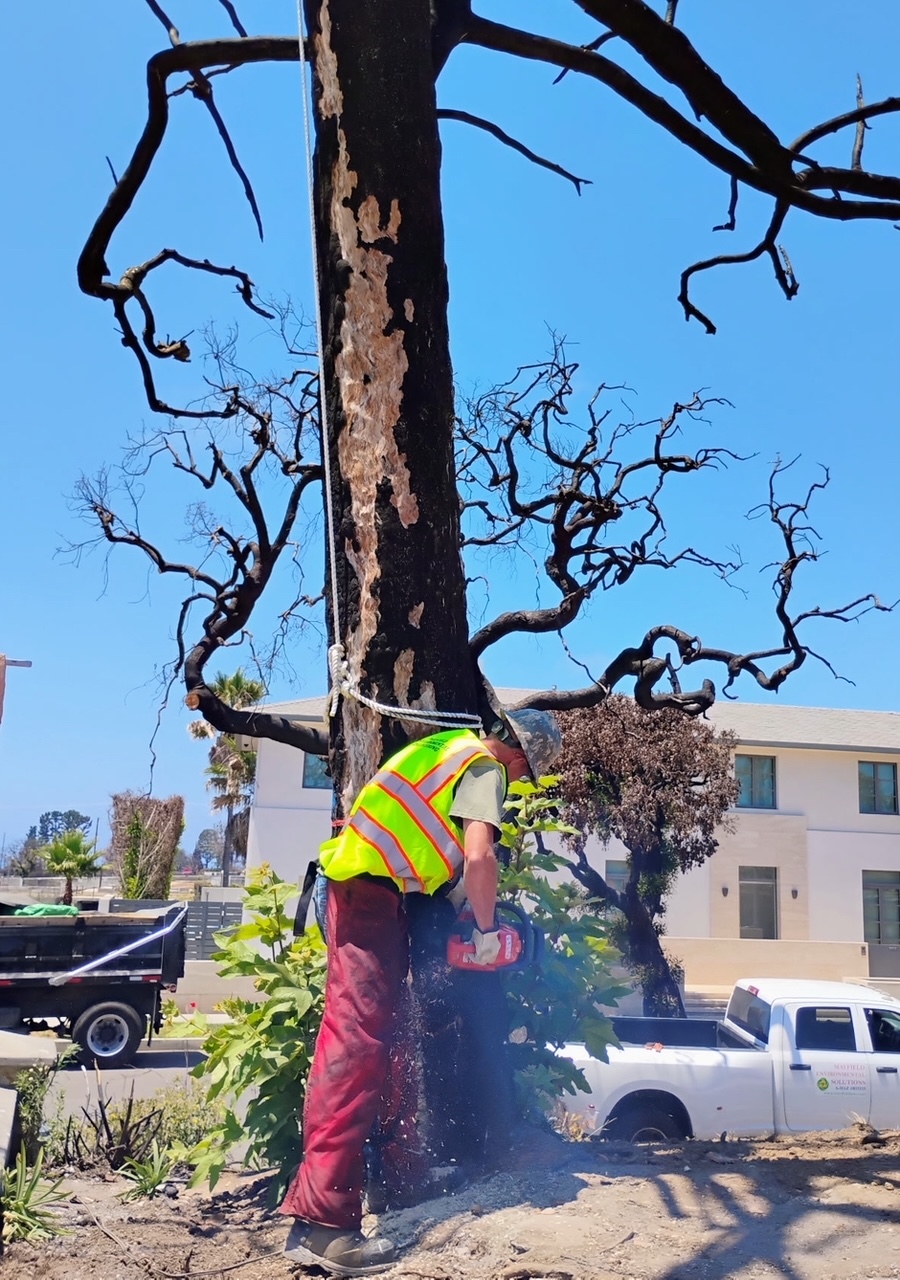 Mayfield Environmental Solutions | Tree Cutting, Brush Clearing & Land Clearing Services Call us today or request a quote online to schedule your tree cutting, brush removal, or land clearing service.